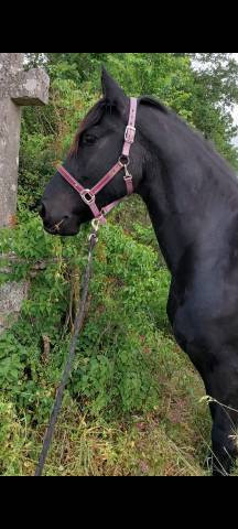  magnifique hongre frison – 8 ans