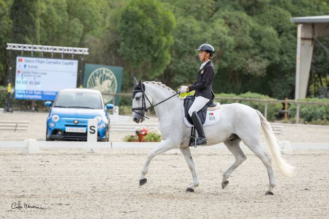 Lusitano gelding with excellent character