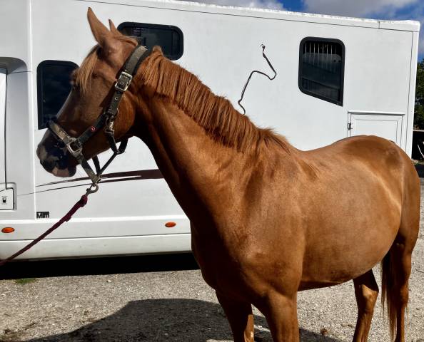 Ponette top potentiel cso