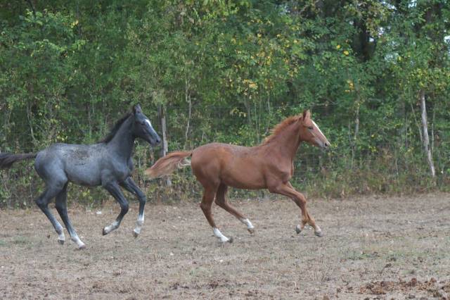 Foal femelle par ecclestone z x corland vdl 
