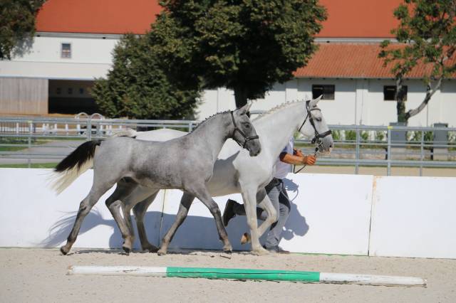 Deux magnifiques poulains lipizzans à vendre – maestoso