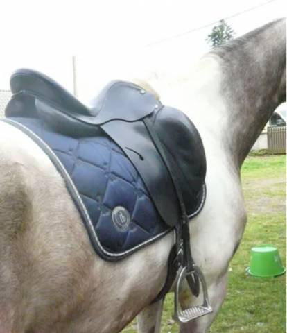 Prestige Roma dressage