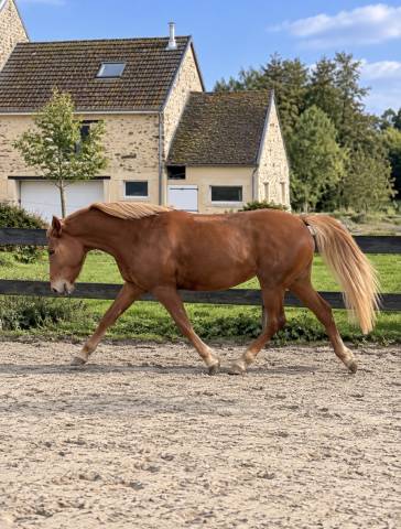 Jument new forest de croisement - 4 ans