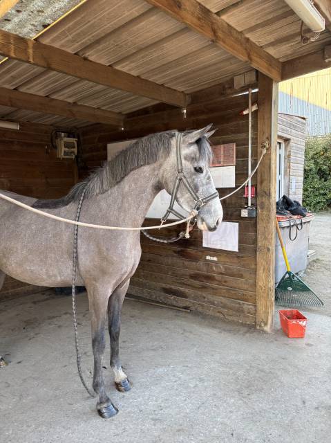 Ponette en or 