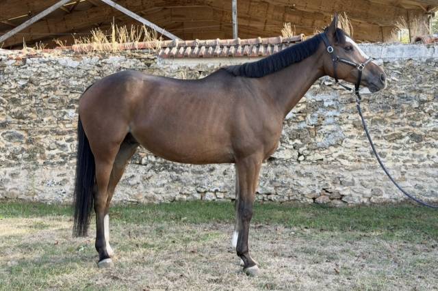 Pur sang à vendre 