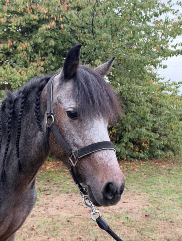 Héroïne st germain - poney à vendre 