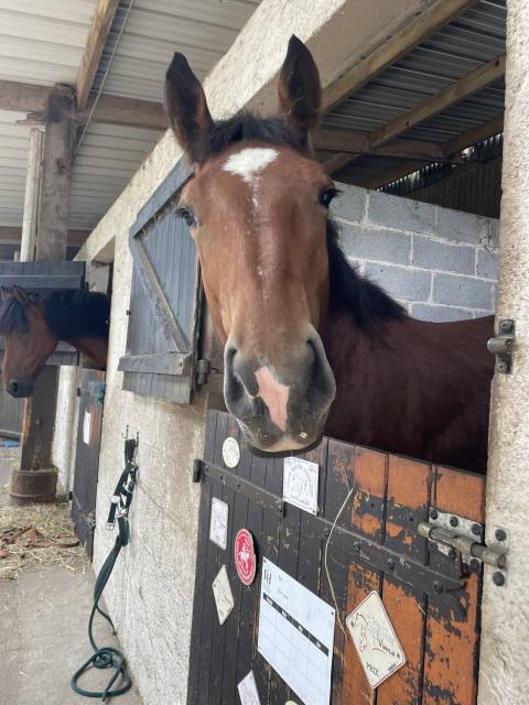 Cheval boulonais