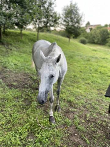 Cheval hongre 