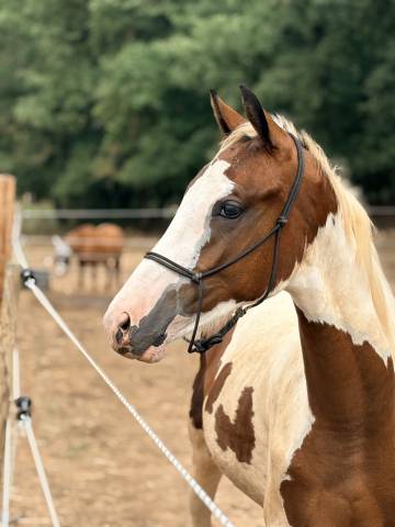 Entier pie homozygote sf