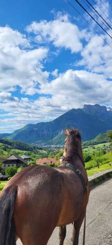Vend franche montagne 3 ans