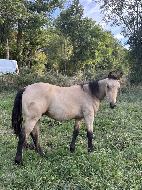 Poulain quarter horse 
