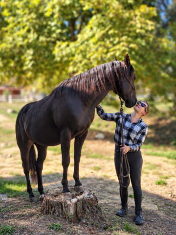 N' joy, superbe quarter horse mâle 