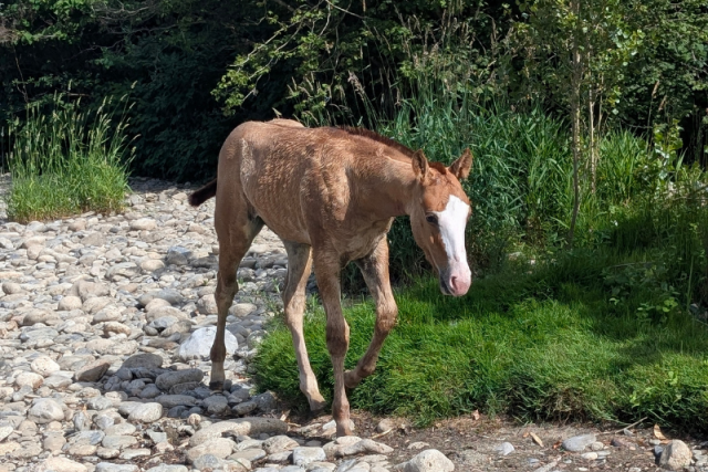 Quody, poulain quarter horse né en 2026