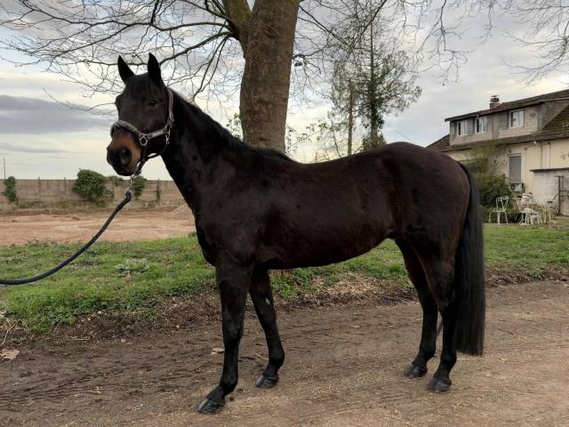 Quatre horse