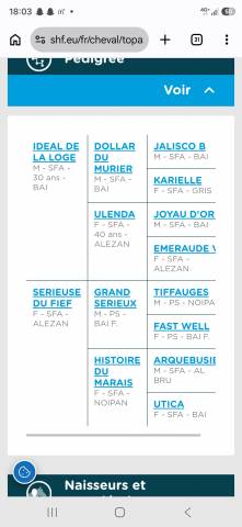 Jument selle francais a 