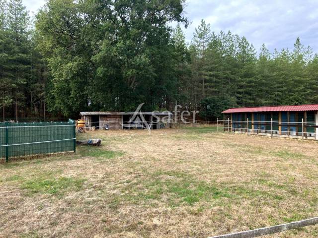 Pension canine et féline en sologne