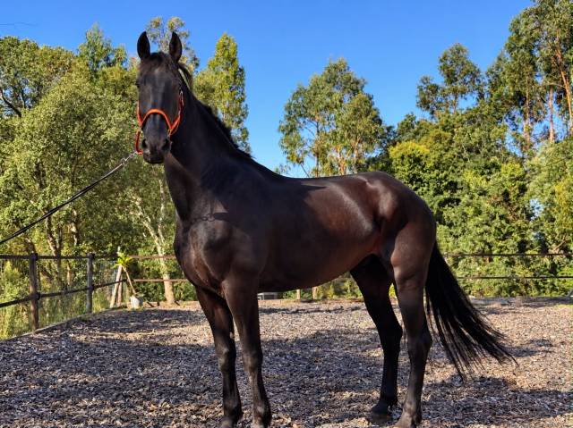 Cheval frison 6 ans 
