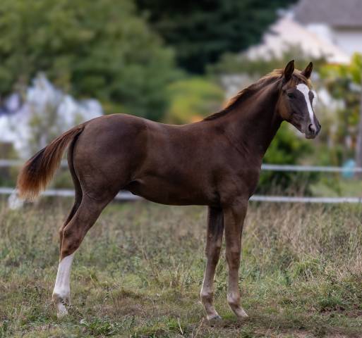Poulain par candy de nantuel x kannan
