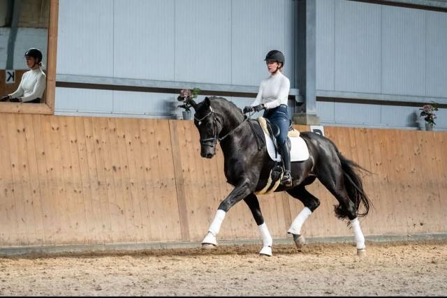 Falcao | fei dressage horse for sale | €660