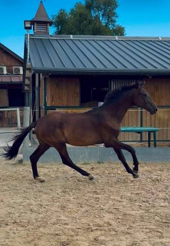Poulain sf origines dressage