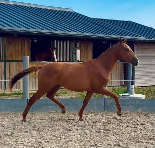 Poulain lusitanien x oldenbourg