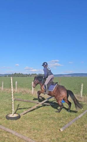 Poney new forest