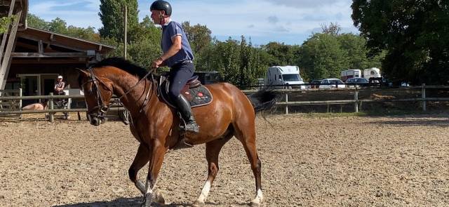 Hongre 7 ans cso