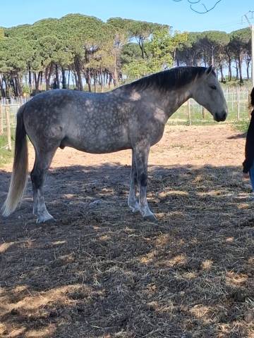 Hongre - lusitanien - 11 ans - dressage - psg - france