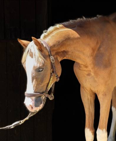 Future poney pour asp2/asp1