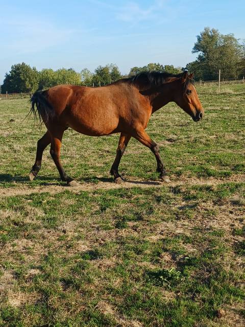 Vends ponette de concours new forest