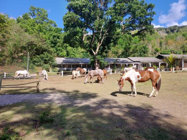 ?? recrutement – moniteur / monitrice d’équitation – 