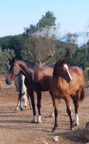 Pouliche cheval de selle italien a vendre 2025 bai