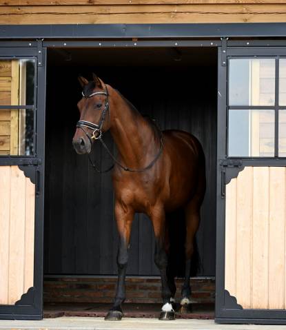 Hongre - kwpn - 9 ans - dressage - belgique