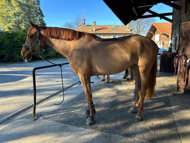 Jument 5ans (by cera d’ick / kapitol d’argonne) 