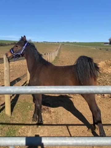 Poulain pfs 1 an