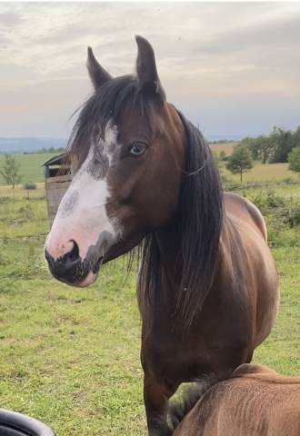 Ponette pfs 