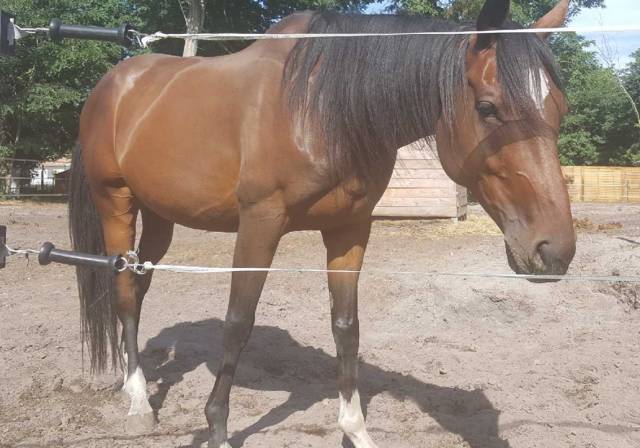 Don cheval hongre gironde