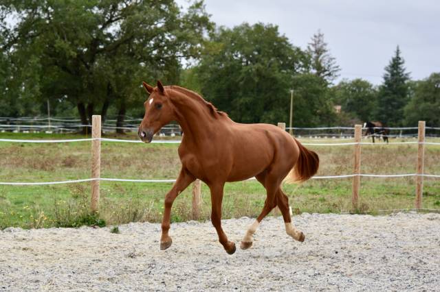 Hongre de 2 ans par escaneno x foundation 