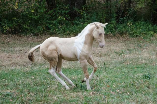Poulain paint horse champagne dun tobiano 