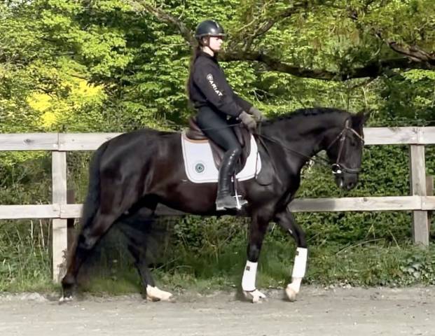 Jument - lusitanienne - 4 ans - dressage - france