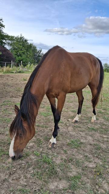 Jument trotteuse 9 ans  loisirs