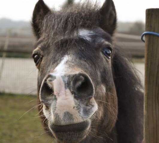 Shetland compagnie