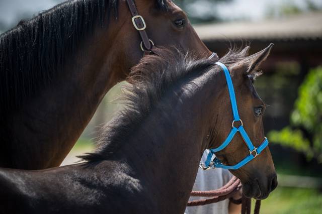 Superbe foal dressage