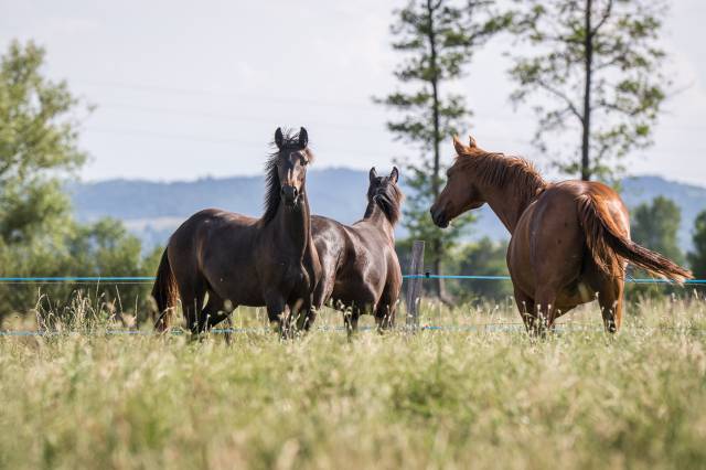 Magnifique pouliche dressage