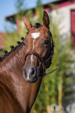Superbe yearling