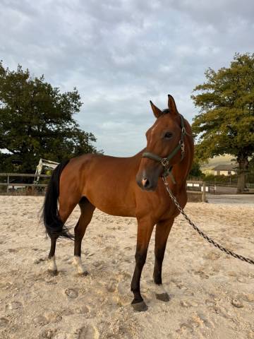à vendre sf de 13 ans 