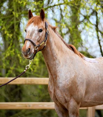 Poney d de 9 ans pour 110cm et plus