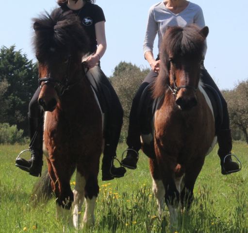 Cheval islandais