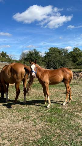 Futur cheval d’avenir ou étalon cso