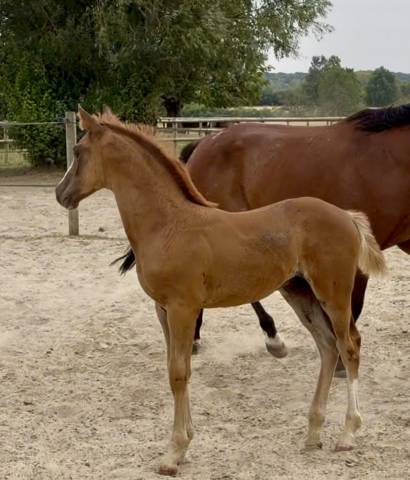 Poulain de cso avec de magnifiques origines